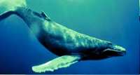 Whale Animal Totems
